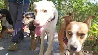 В третий раз самое время — по стране с PERROS