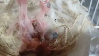 SEGREDOS QUE NINGUÉM TE CONTA