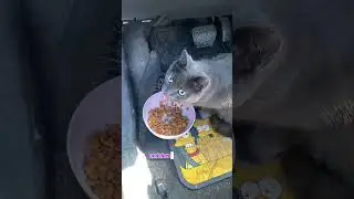 #catsofyoutube #cat #goodmorning #communitycats #feralcat #straycat #chat #greycat