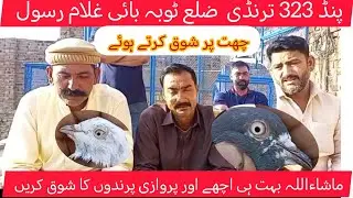 323 ترنڈی ضلع ٹوبہ بھائی غلام رسول کے کبوتروں کا شوق کریں 