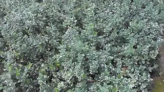 Euonymus Gaiety!! Srebrni tepih. Japanska kurika ponos svakog vreta. Razmnožavanje.