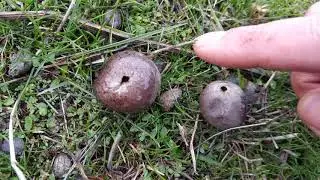 Pedos de lobo de pradera. Bovista plumbea. Diferencias con Bovista nigrescens.