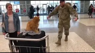 🐈 🥰🥰 Can You Imagine the Cats' Delight When Dad Returns After Years? It's Heart - melting！#cat
