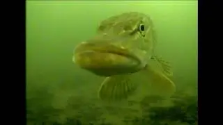 Ice Fishing 2016/2017 Season