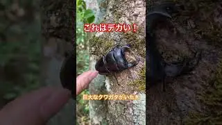 野生のアンタエウスオオクワガタがいた樹