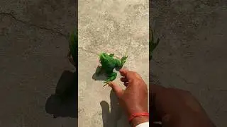 Boing catch frogs funny 🐸 #frog #animals #nature #timelapse