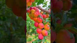 Farm fresh #farmfresh #fruit #agriculture #farming #food #vegetables #health #food #village #nature