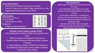 IB Biology HL 7.1 DNA Structure and Replication Part 2