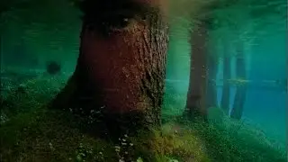 King of trees - Cat Stevens