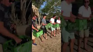 Krattenwals Cura&ccedil;ao