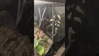 Feeding my morning geckos, these geckos are all female and are parthenogenetic.