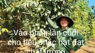 Vào phân lần cuối cho tiêu chắc hạt đạt chất lượng để chuẩn bị thu hoạch 