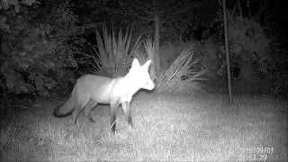 Garden Fox footage