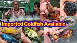 PomPom Goldfish 🐕lion head oranda🐕black oranda goldfish🐕Ranchugold🐕fish farming Howrah Andul