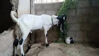 GM.Gul master God farm breeder Bakra Mashallah video