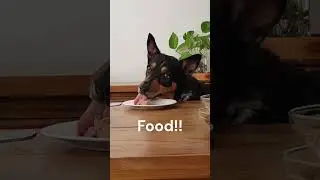 Dog tongue workout! 😛