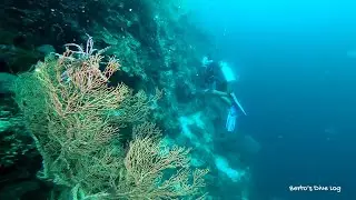 Wall Dive Cabilao Island - SCUBA diving Gopro - Dive no. 884