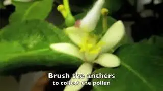 How To Hand Pollinate and Indoor Lemon Tree