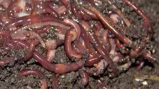 How to Catch Worms for fishing with dish soap in your backyard! How to Fish channel