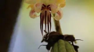 Female midge explores cacao pistil. Indonesia. Samantha J. Forbes.