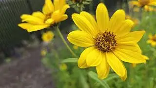 Common Tall Sunflower