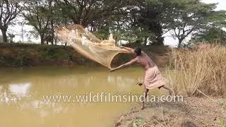 Net Fishing in a village pond in deep rural Odisha, nets lots of tiny fish