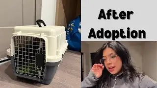 Life Between Rescue Cats | What I Do When I&rsquo;m Not Fostering