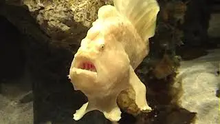 海洋公園水族秀