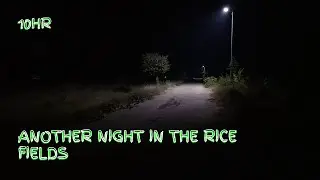 Another night in the rice fields. AMSR relaxing night-time wildlife sounds