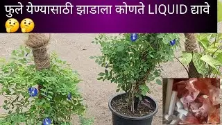 I Tried the Liquid That Makes Trees Flower