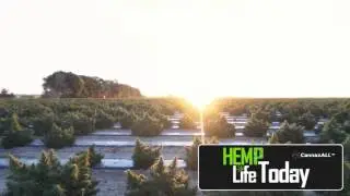 HempLife Today Hemp Fields