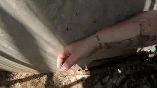 Tick Infestation Nest