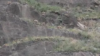 Wildlife in Joshimath Auli with HSR himalayan Snow Runner. www.himalayansnowrunner.com
