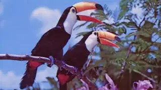 Unidentified Song (
