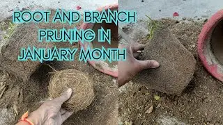 Root and branch pruning in January month #gardenwork #rootpruning #branchpruning #pruning inJanuary