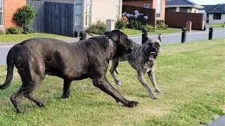 Rottweiler Dominance body language v.s Cane Corso v.s Bull mastiff