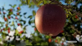 MIRACLES OF CREATION # THE DISORDER OF HABITUATION