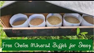Free Choice Sheep Minerals