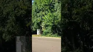 Simple Southern nuances of nature