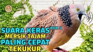 Tekukur Kuk 3 Gacor Lokal Alam Memanggil Lawan Yang Malas Agar Ikutan Bunyi Manggung Loss ‼️