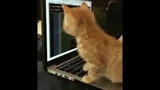 🐈 Funny CAT FIXED THE ERROR PROBLEM 🐈&zwj;⬛ #shorts