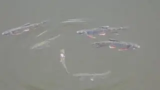 Pale Chub Fish in Nuptial Colouration