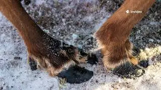 FUN REINDEER FACTS YOU&rsquo;VE NEVER HEARD BEFORE!