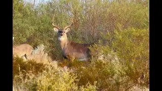 Cacer&iacute;a de Venado Colablanca de Nueve Puntas