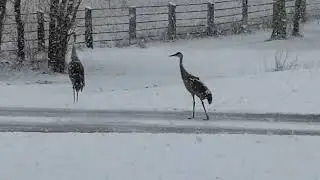 Beautiful Spring morning iname in New Berlin with the sand hill cranes