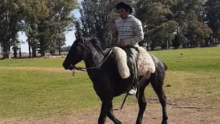 VENDIDO A TIGRE__moro tapado con 10 galopes $100.000