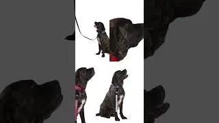 Alpha-Tact Tactical Dog Collar