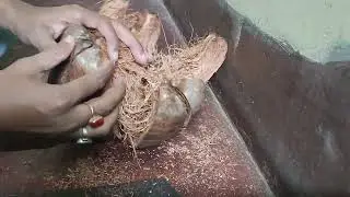 Amazing #coconut cutting with sharp meat cutter #sword