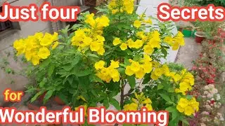 Four secrets to get wonderful blooming on Tecoma Plant // Tecoma Plant care // Yellow bell / Tecoma