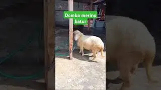Domba Merino Batur Jumbo #ternak #sheep #breeding #domba #breeding #merino